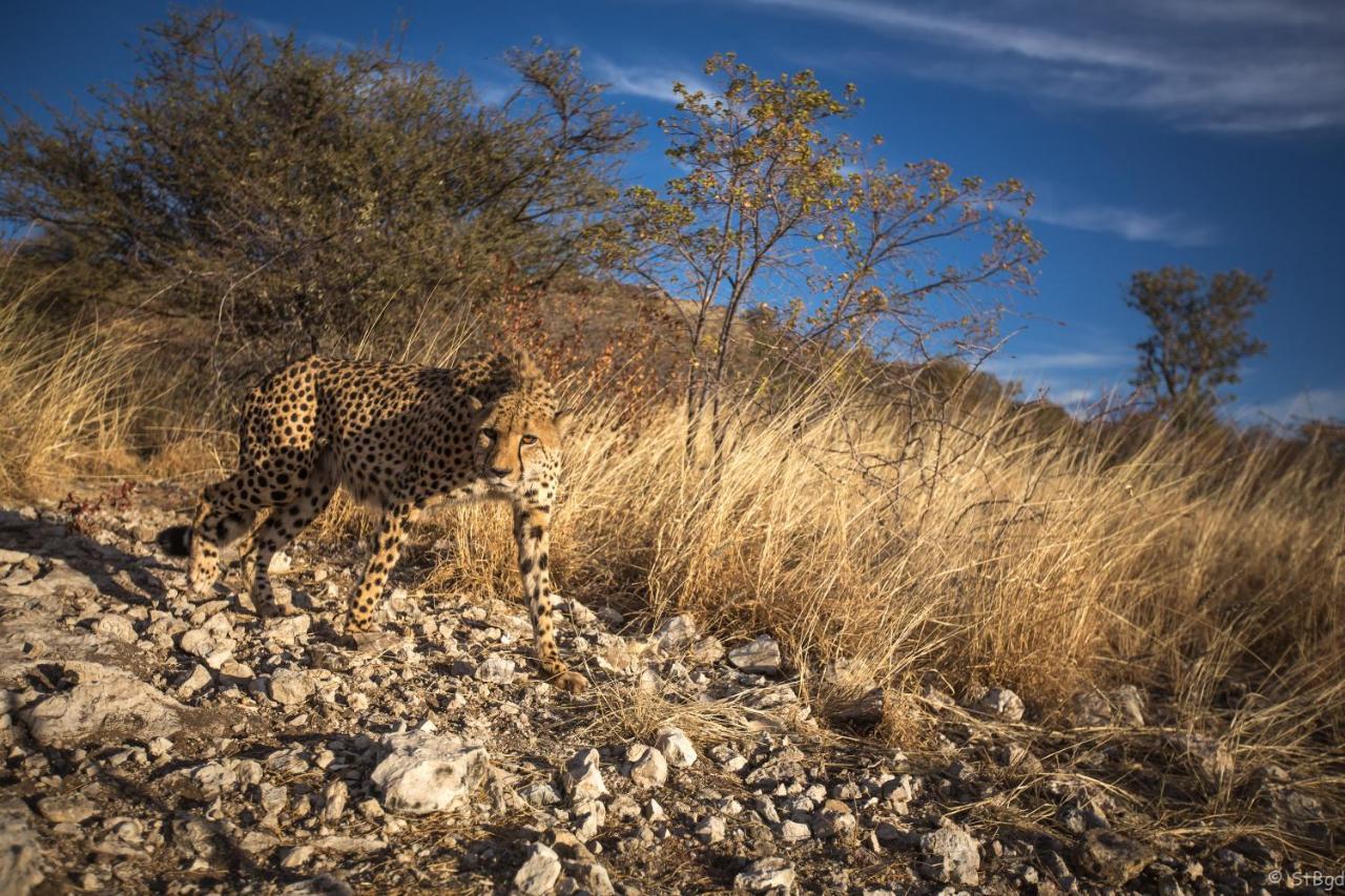 Aloegrove Safari Lodge Otjiwarongo Kültér fotó