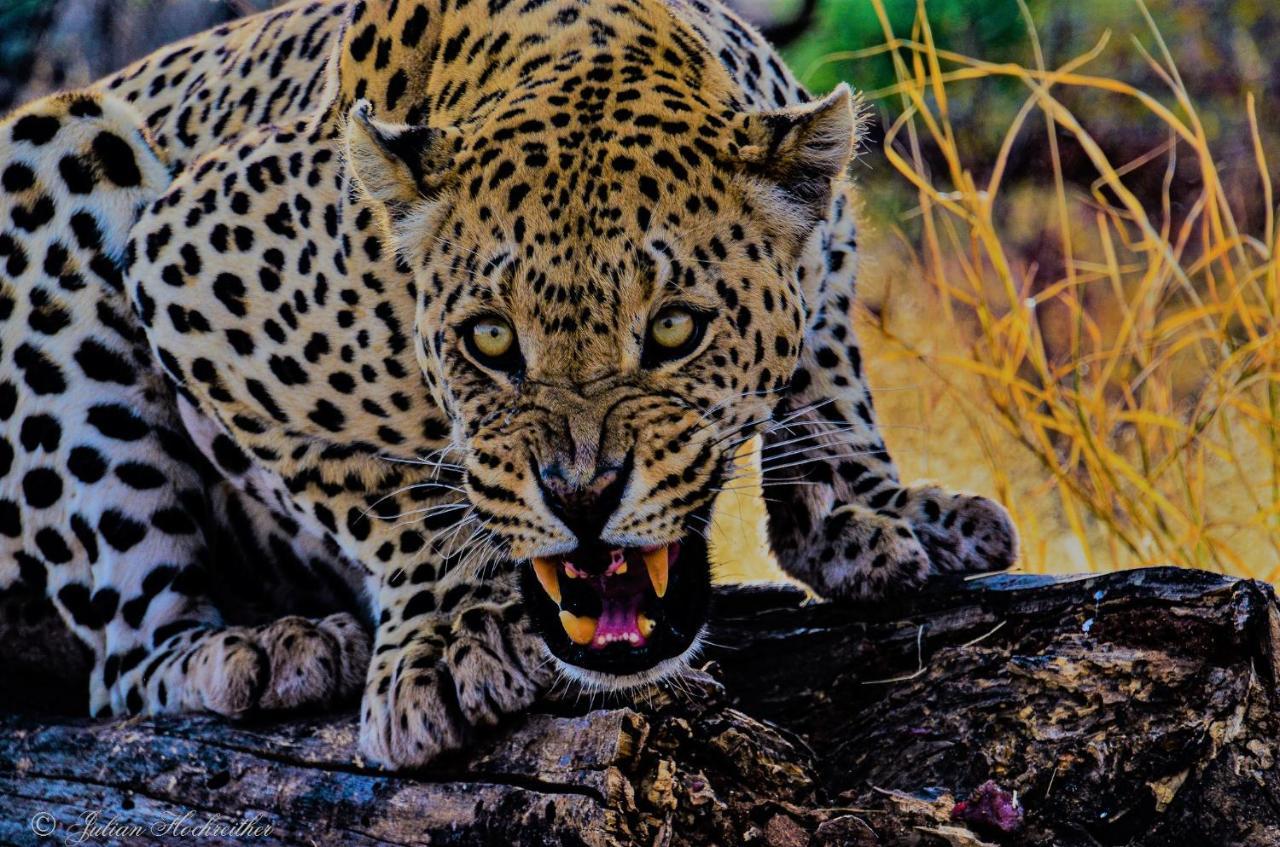 Aloegrove Safari Lodge Otjiwarongo Kültér fotó