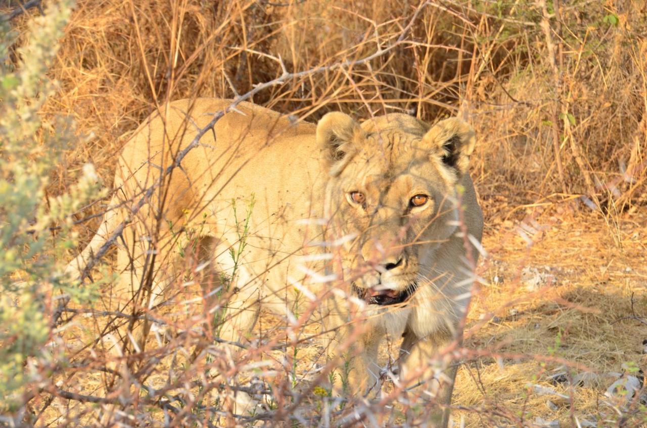 Aloegrove Safari Lodge Otjiwarongo Kültér fotó