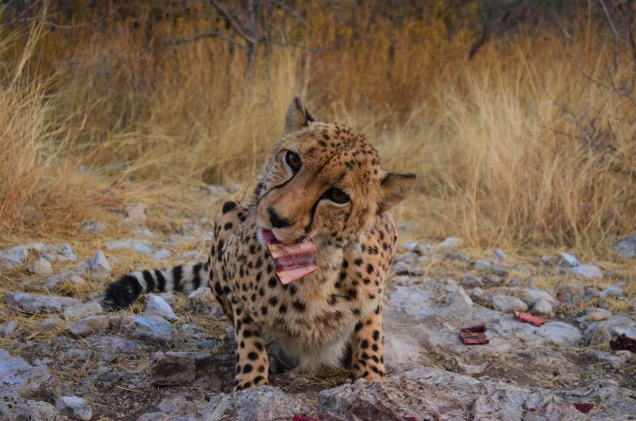 Aloegrove Safari Lodge Otjiwarongo Kültér fotó