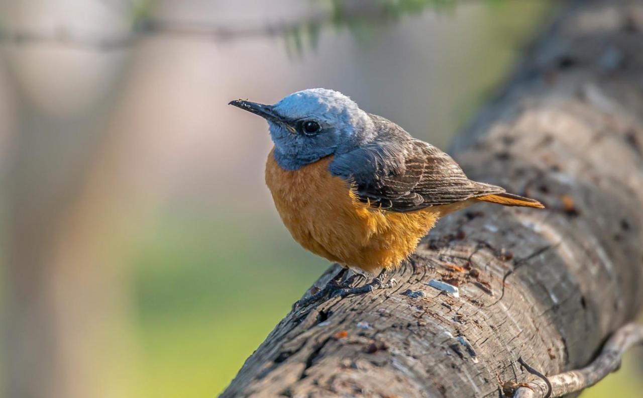 Aloegrove Safari Lodge Otjiwarongo Kültér fotó