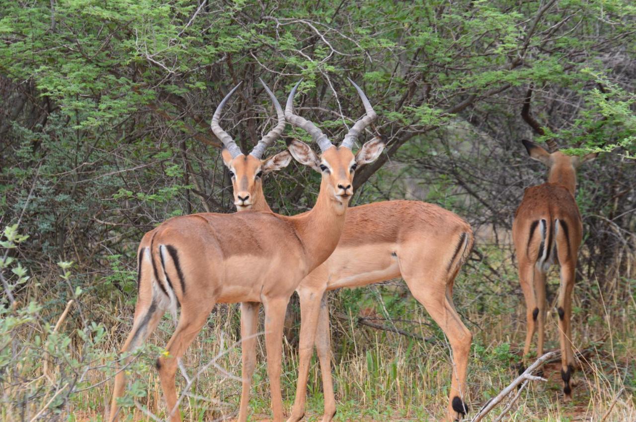 Aloegrove Safari Lodge Otjiwarongo Kültér fotó