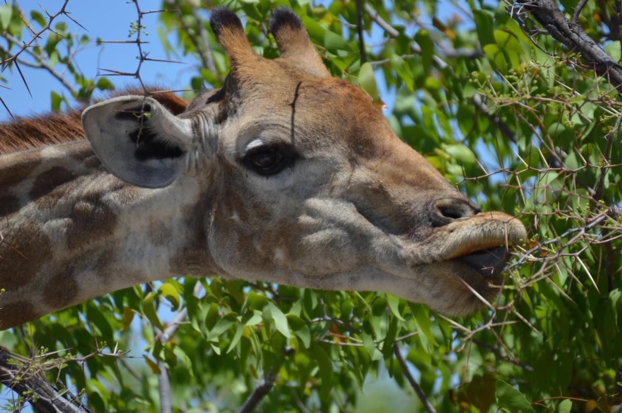 Aloegrove Safari Lodge Otjiwarongo Kültér fotó