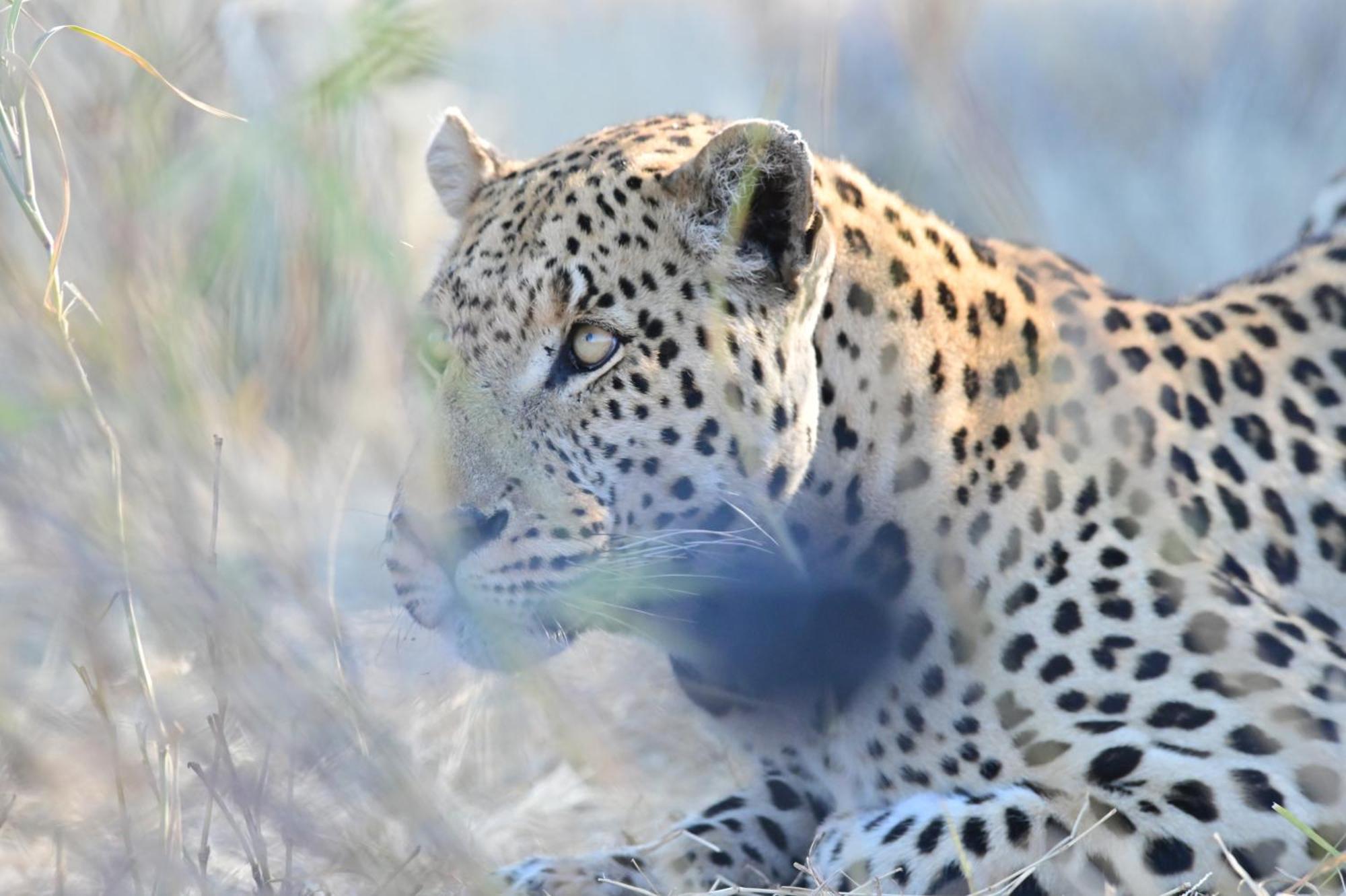 Aloegrove Safari Lodge Otjiwarongo Kültér fotó
