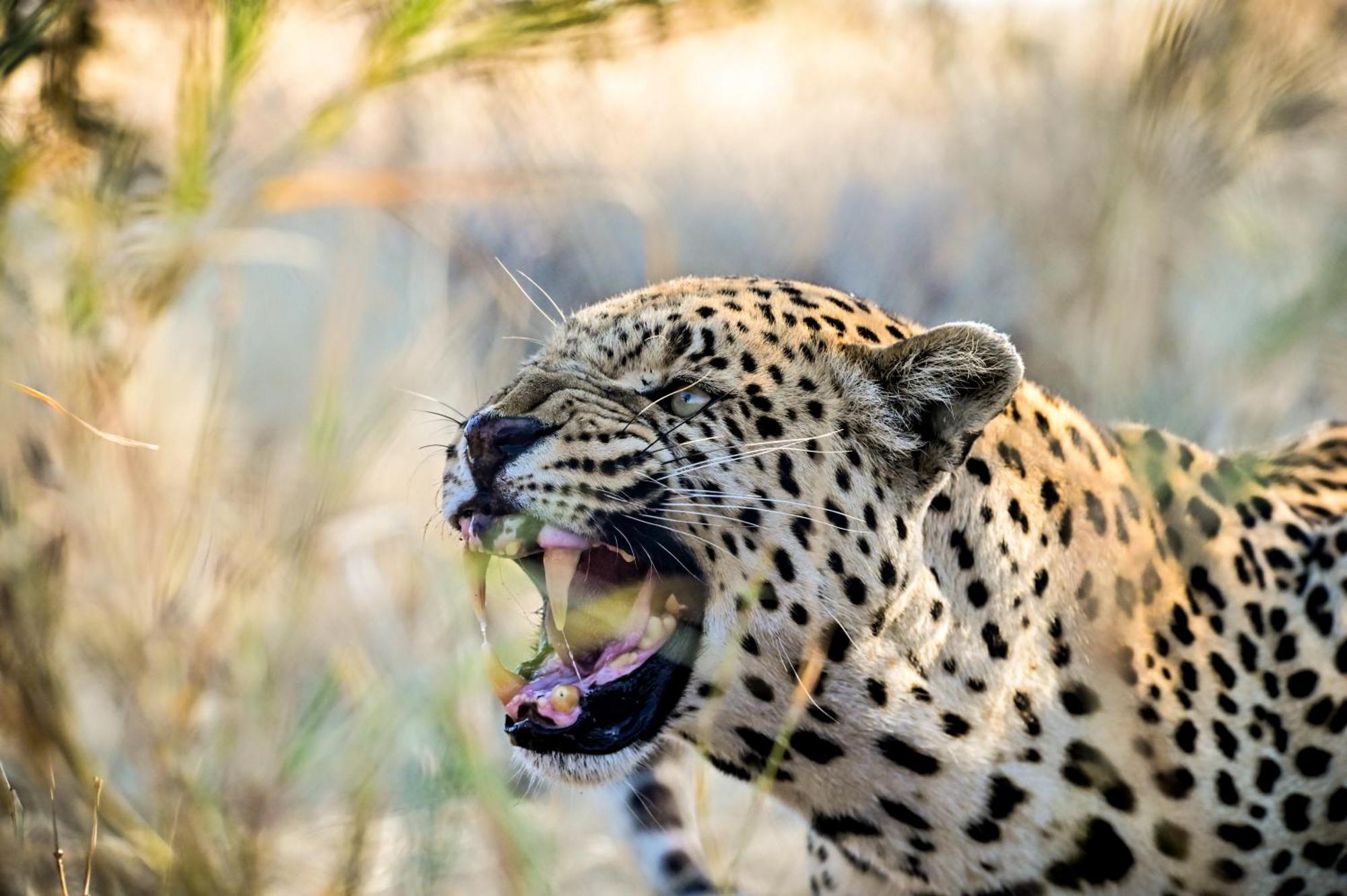 Aloegrove Safari Lodge Otjiwarongo Kültér fotó