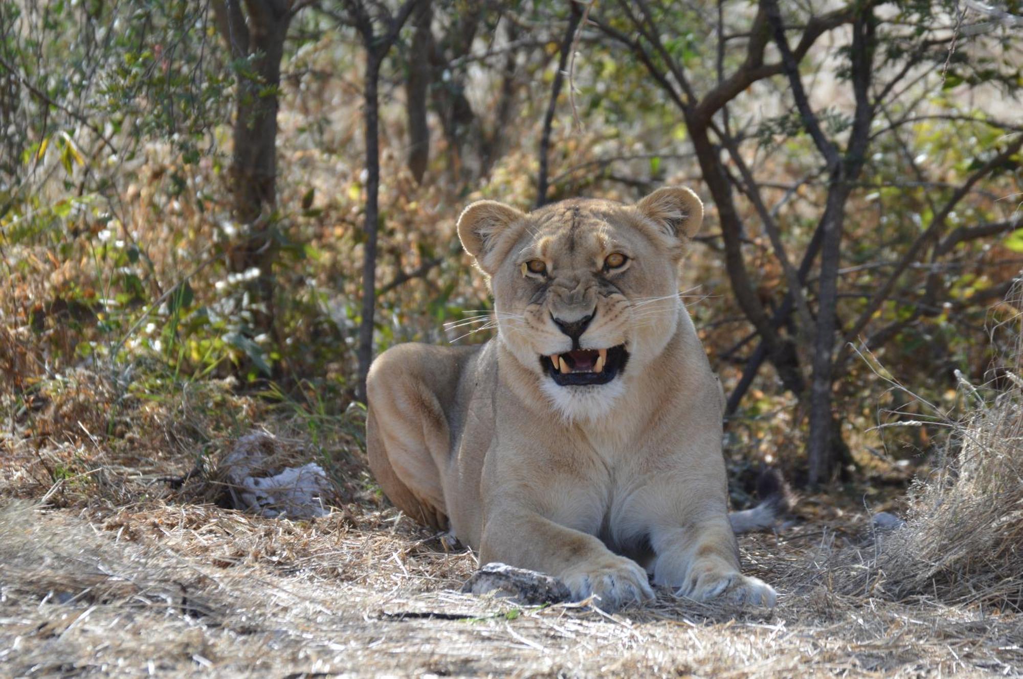 Aloegrove Safari Lodge Otjiwarongo Kültér fotó