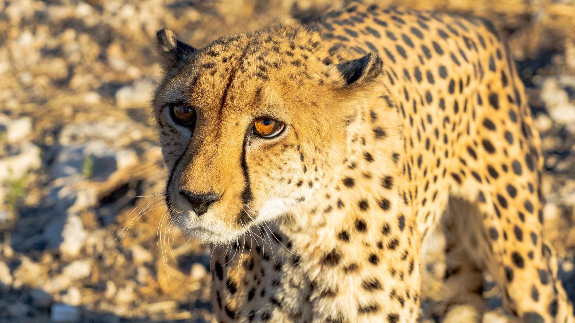 Aloegrove Safari Lodge Otjiwarongo Kültér fotó