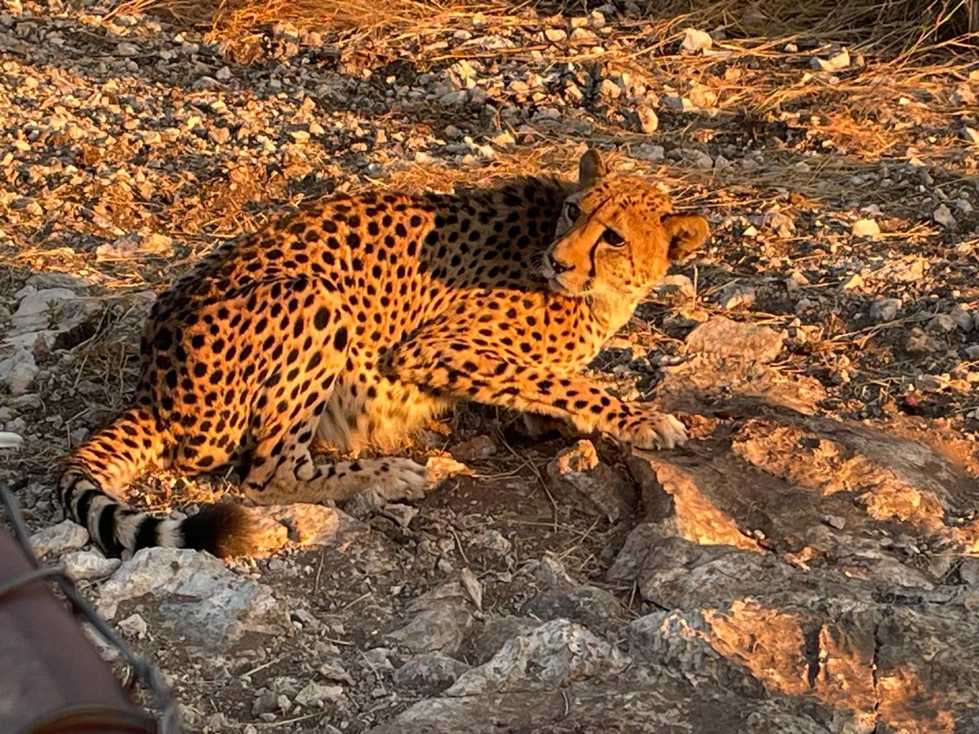 Aloegrove Safari Lodge Otjiwarongo Kültér fotó