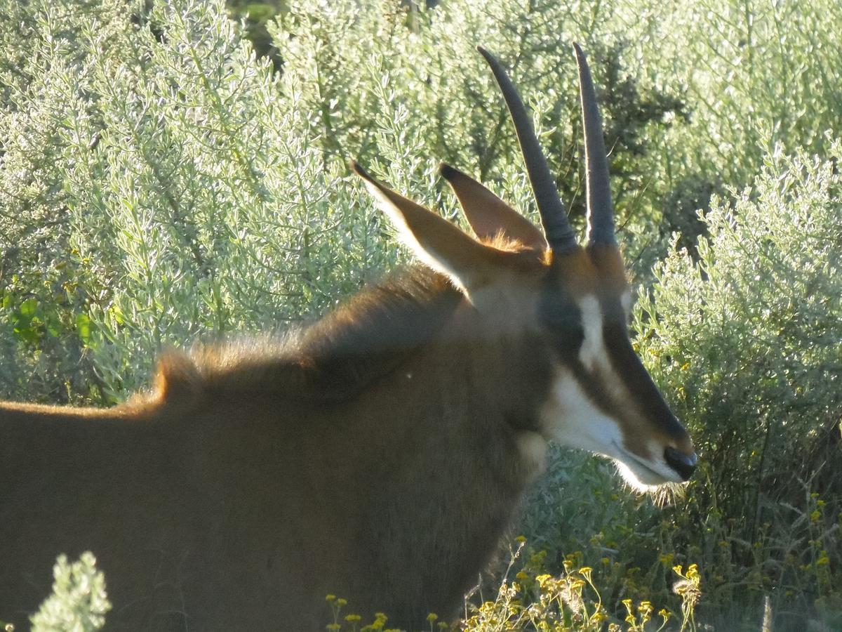 Aloegrove Safari Lodge Otjiwarongo Kültér fotó