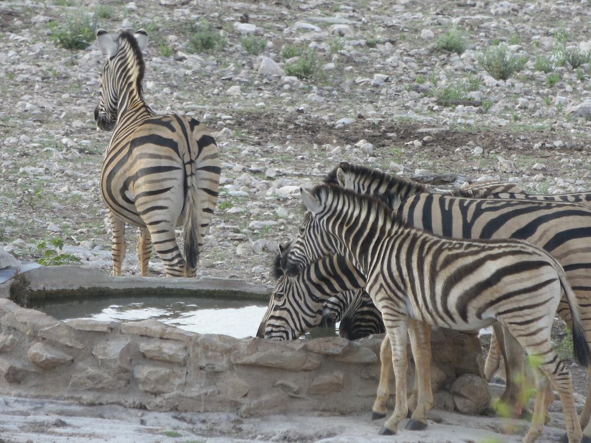 Aloegrove Safari Lodge Otjiwarongo Kültér fotó