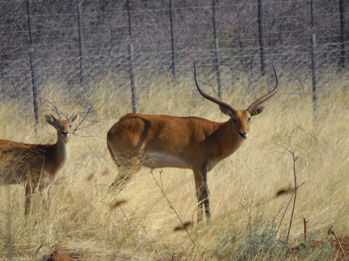 Aloegrove Safari Lodge Otjiwarongo Kültér fotó