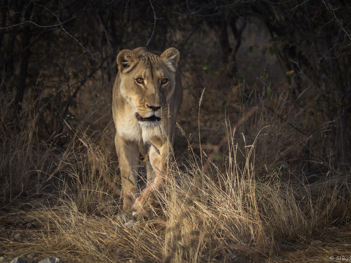 Aloegrove Safari Lodge Otjiwarongo Kültér fotó