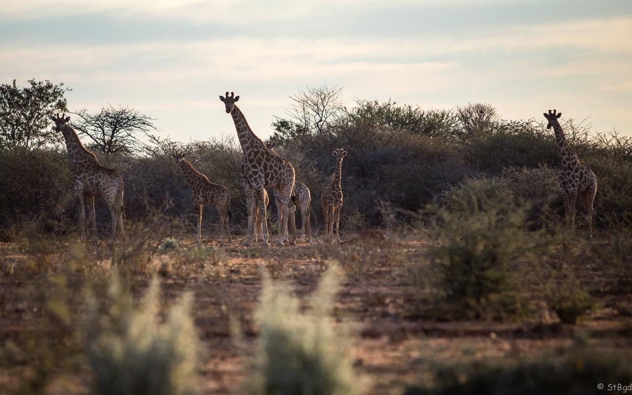 Aloegrove Safari Lodge Otjiwarongo Kültér fotó