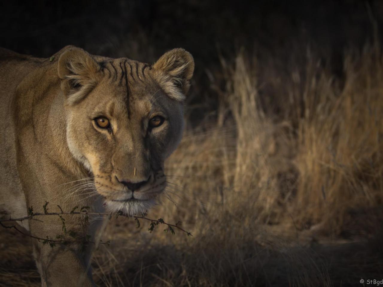 Aloegrove Safari Lodge Otjiwarongo Kültér fotó