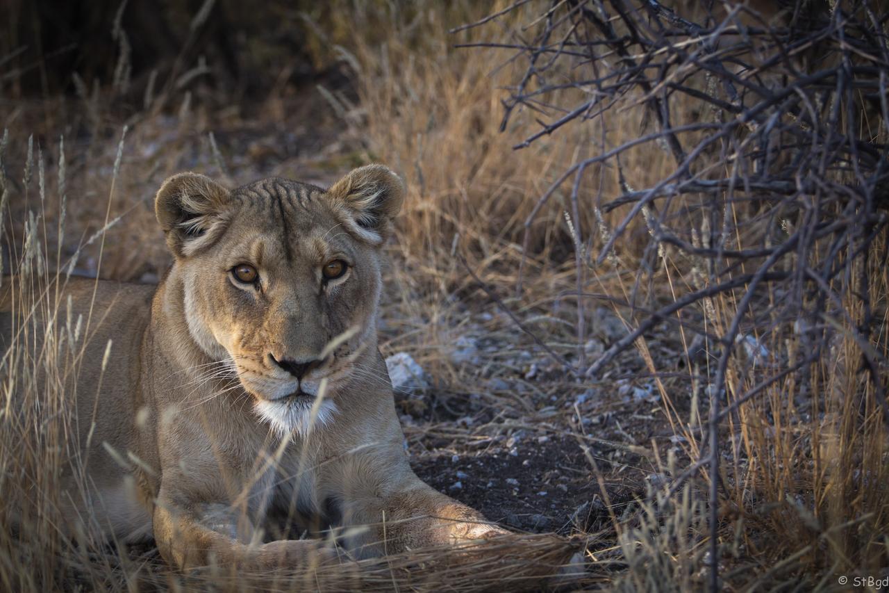 Aloegrove Safari Lodge Otjiwarongo Kültér fotó