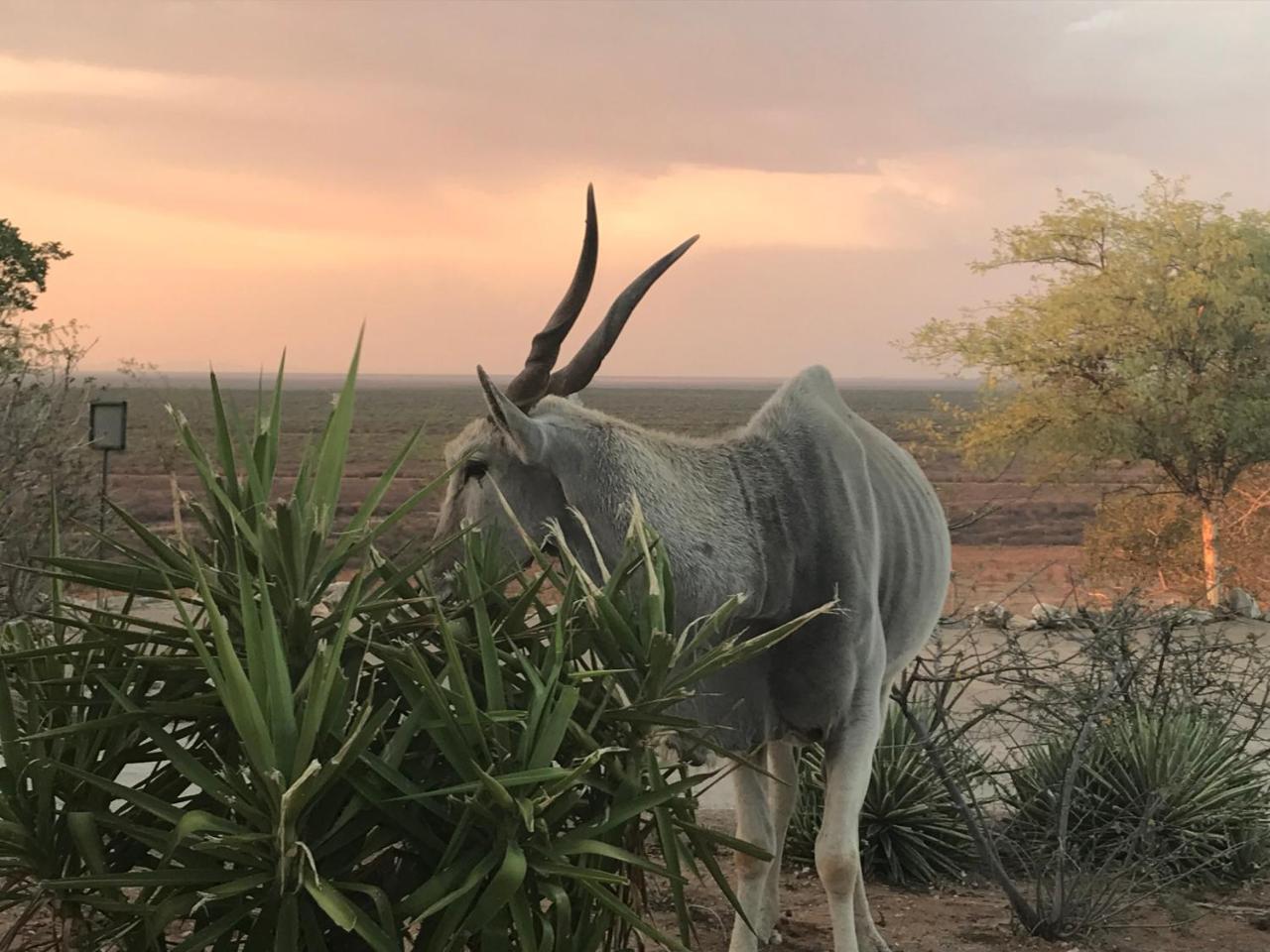 Aloegrove Safari Lodge Otjiwarongo Kültér fotó